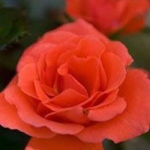 Meet your Posher, Jami